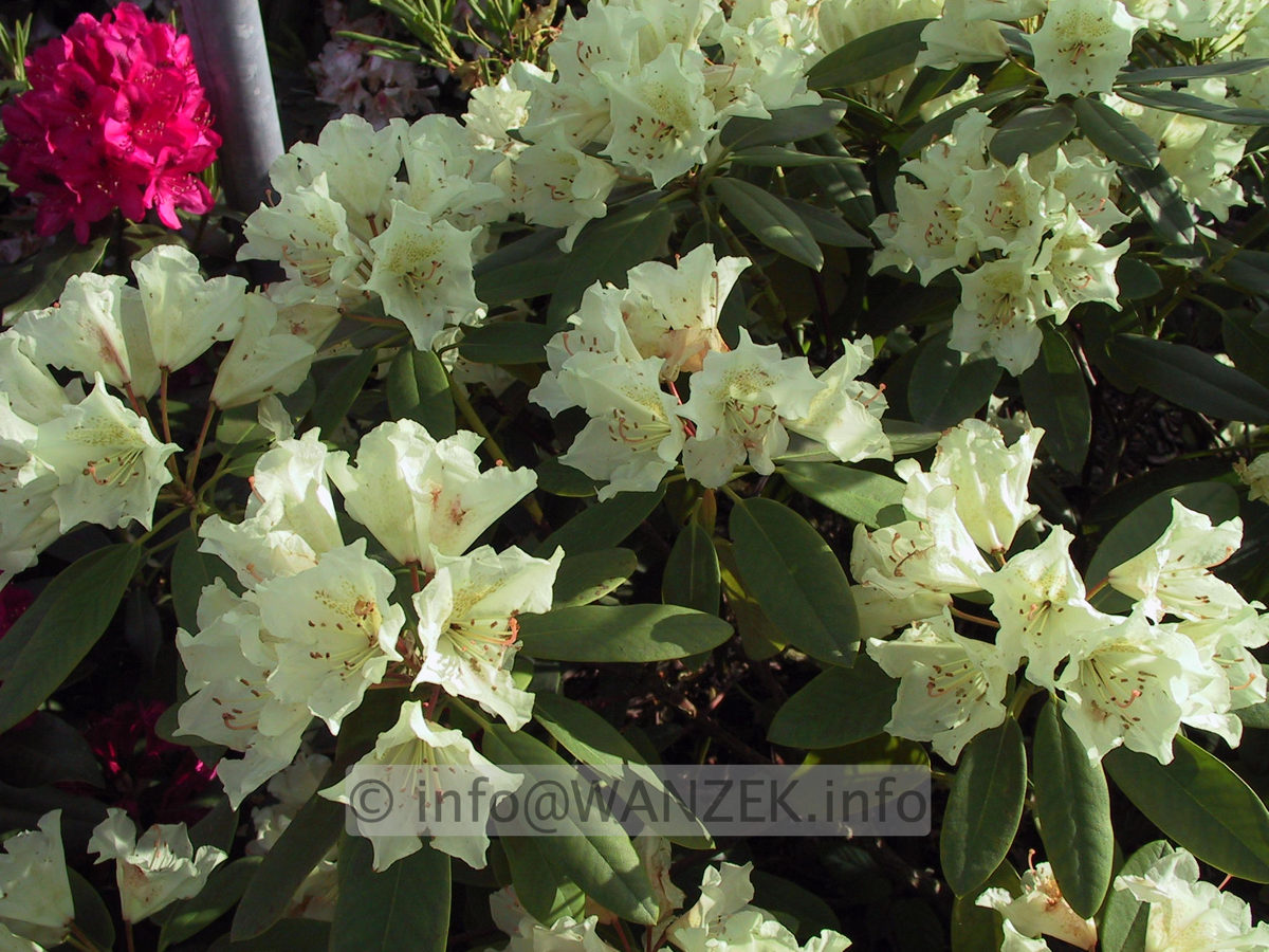 Rhododendron Goldsworth Yellow 04.JPG